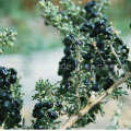 Baie de Goji noire séchée au rouge et aux herbes biologiques de Medlar